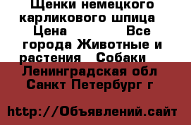 Щенки немецкого карликового шпица › Цена ­ 20 000 - Все города Животные и растения » Собаки   . Ленинградская обл.,Санкт-Петербург г.